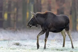 Alces: Moose (Alces alces), Elk, in winter running