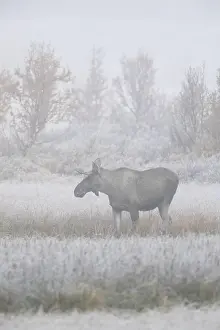 Swedish: Moose (Alces alces), elk young bull with small antlers f