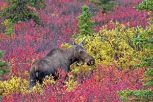 Alces: Moose (Alces alces) female eating breakfast at