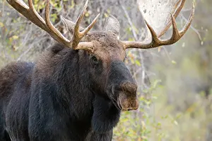 Alces: Moose (Alces alces) male, bull, head with antle