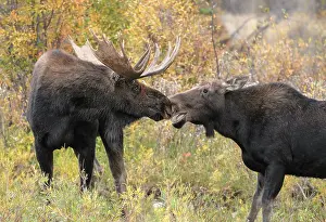 Alces: Moose (Alces alces) male, bull, rut behavior pa