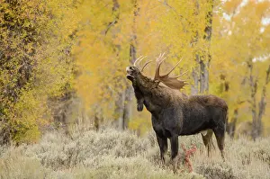Alces: Moose (Alces alces) male rut behavior lip curl