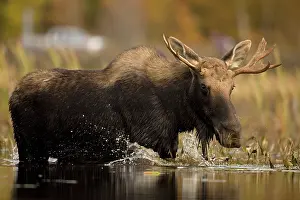 Alces: Moose (Alces alces) - Male - Young Bull - Tupper
