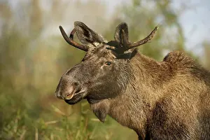 Alces: Moose (Alces alces) portrait, The Netherlands