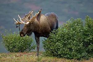 Mary: Moose, Alces alces, shedding velvet in Denali