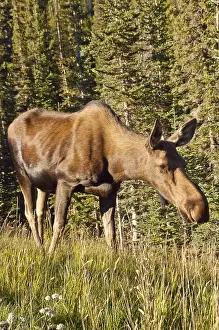 Alberta: Moose (Alces alces), Spray Valley Provincial Park