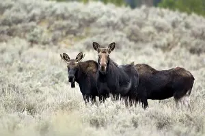 Sagebrush: Moose - Three animals standing in sagebrush