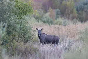 Moose: Moose autumn