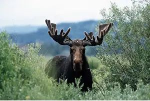 Elks: MOOSE - bull