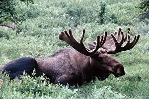 Elks: MOOSE - Bull