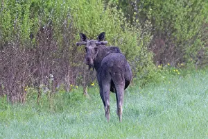 Vaermland: Moose bull