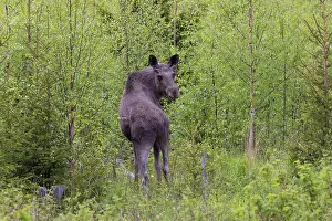 Vaermland: Moose bull