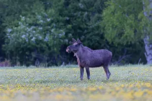 Vaermland: Moose bull