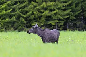 Vaermland: Moose bull
