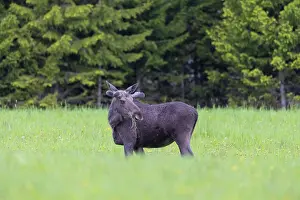 Vaermland: Moose bull