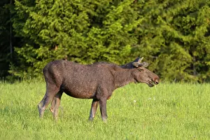 Vaermland: Moose bull