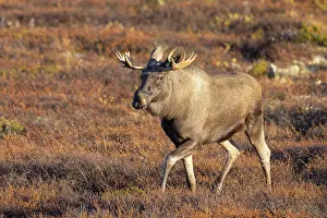 Alces: Moose bull autumn