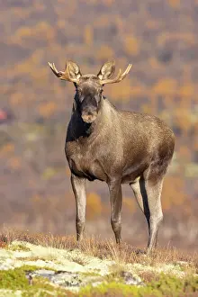 Alces: Moose bull autumn