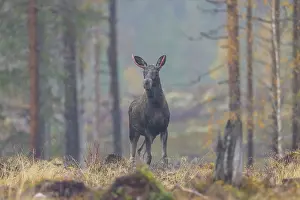Alces: Moose bull autumn
