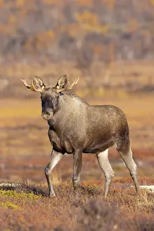 Alces: Moose bull autumn