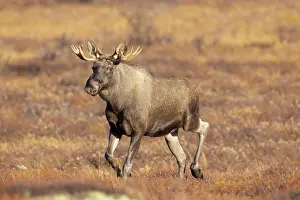 Alces: Moose bull autumn
