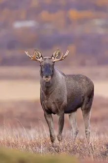 Alces: Moose bull autumn
