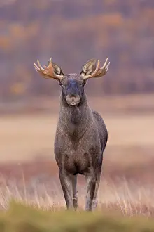 Alces: Moose bull autumn