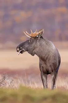 Alces: Moose bull autumn