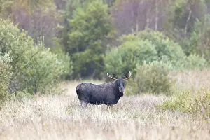 Moose: Moose bull autumn