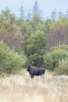 Moose: Moose bull autumn