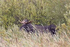 Moose: Moose bull autumn