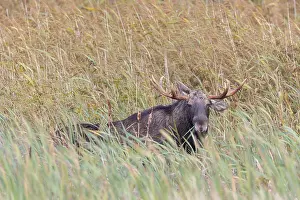 Moose: Moose bull autumn
