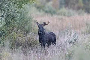 Moose: Moose bull autumn