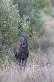 Moose: Moose bull autumn