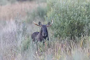 Moose: Moose bull autumn