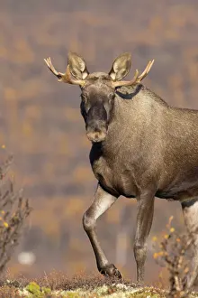 Alces: Moose bull autumn portrait