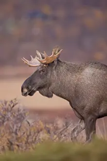 Alces: Moose bull autumn portrait