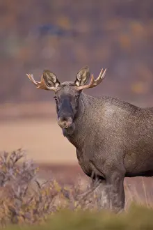 Alces: Moose bull autumn portrait
