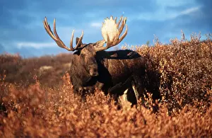 Elks: MOOSE - bull (male) in evening light