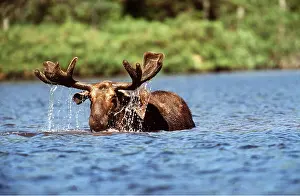Cleaning: MOOSE - bull (male) in water