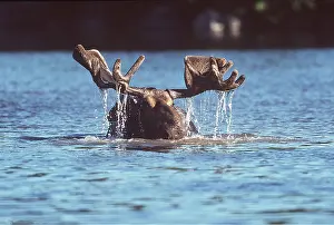 Elks: MOOSE - bull (male) in water
