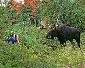 Photographers: Moose - bull with photographer