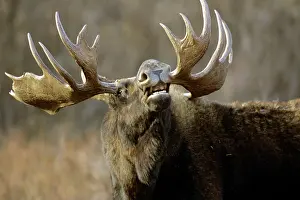 Sniff: Moose - Bull sniffing the air during the fall mating