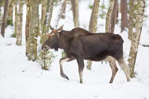 Vaermland: Moose bull winter