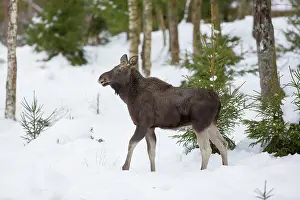 Vaermland: Moose bull winter