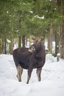 Vaermland: Moose bull winter