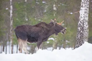 Vaermland: Moose bull winter