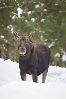 Vaermland: Moose bull winter