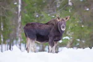 Vaermland: Moose bull winter