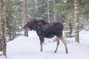 Vaermland: Moose bull winter